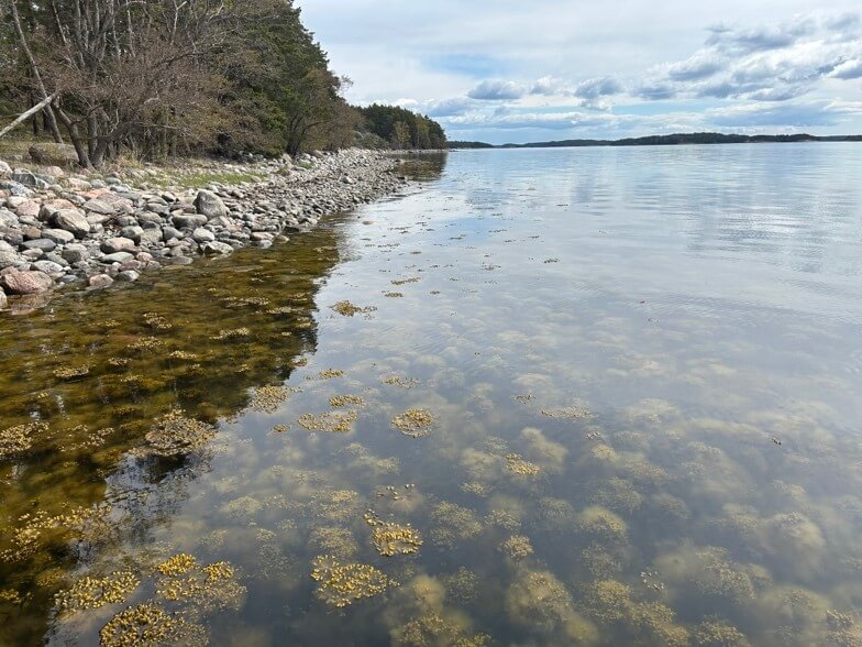Fucus vesiculosus belt on the south shore of Skjåldholmarna in the Archipelago Sea