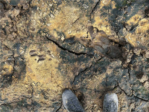 Sulfuric wetland in Nykarleby