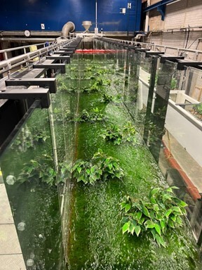 Experimental flume setup with vegetation patches 