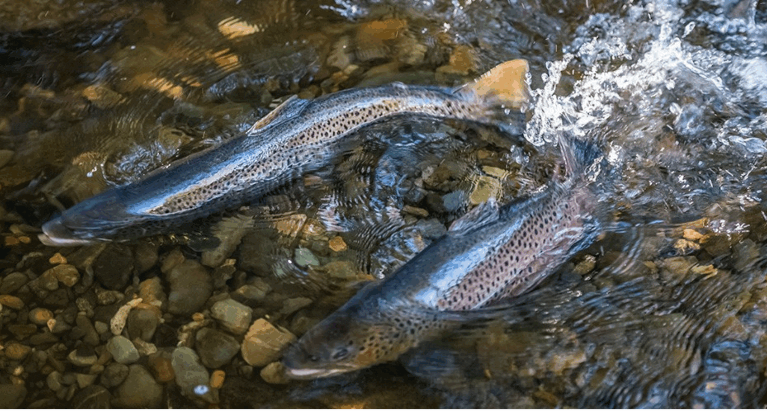 DIWA Webinaari sarja