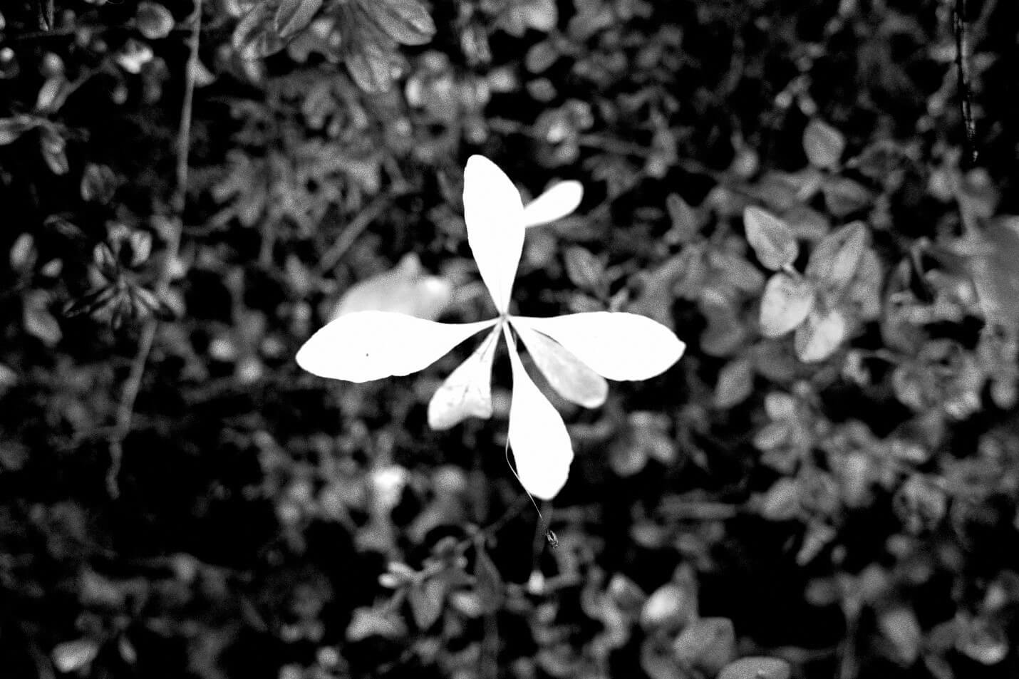 Invisible carbon releasing