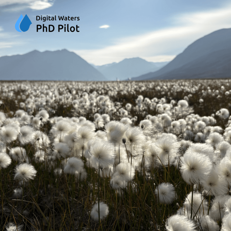 Cottongrass in Greenland