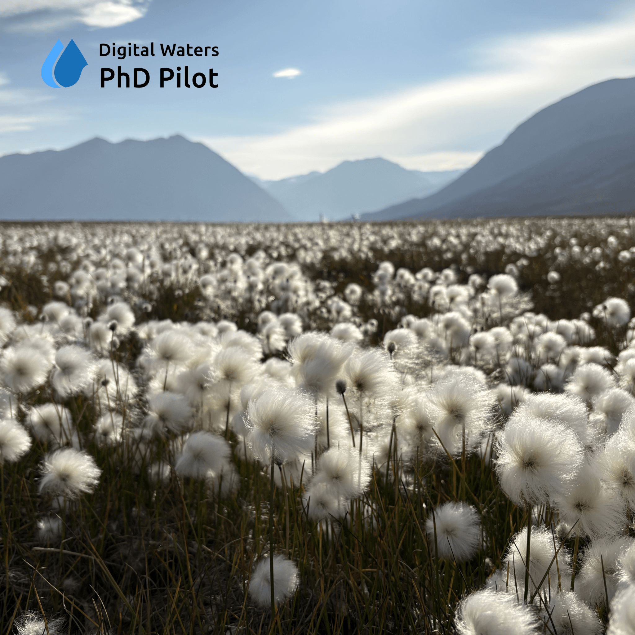 Cottongrass in Greenland