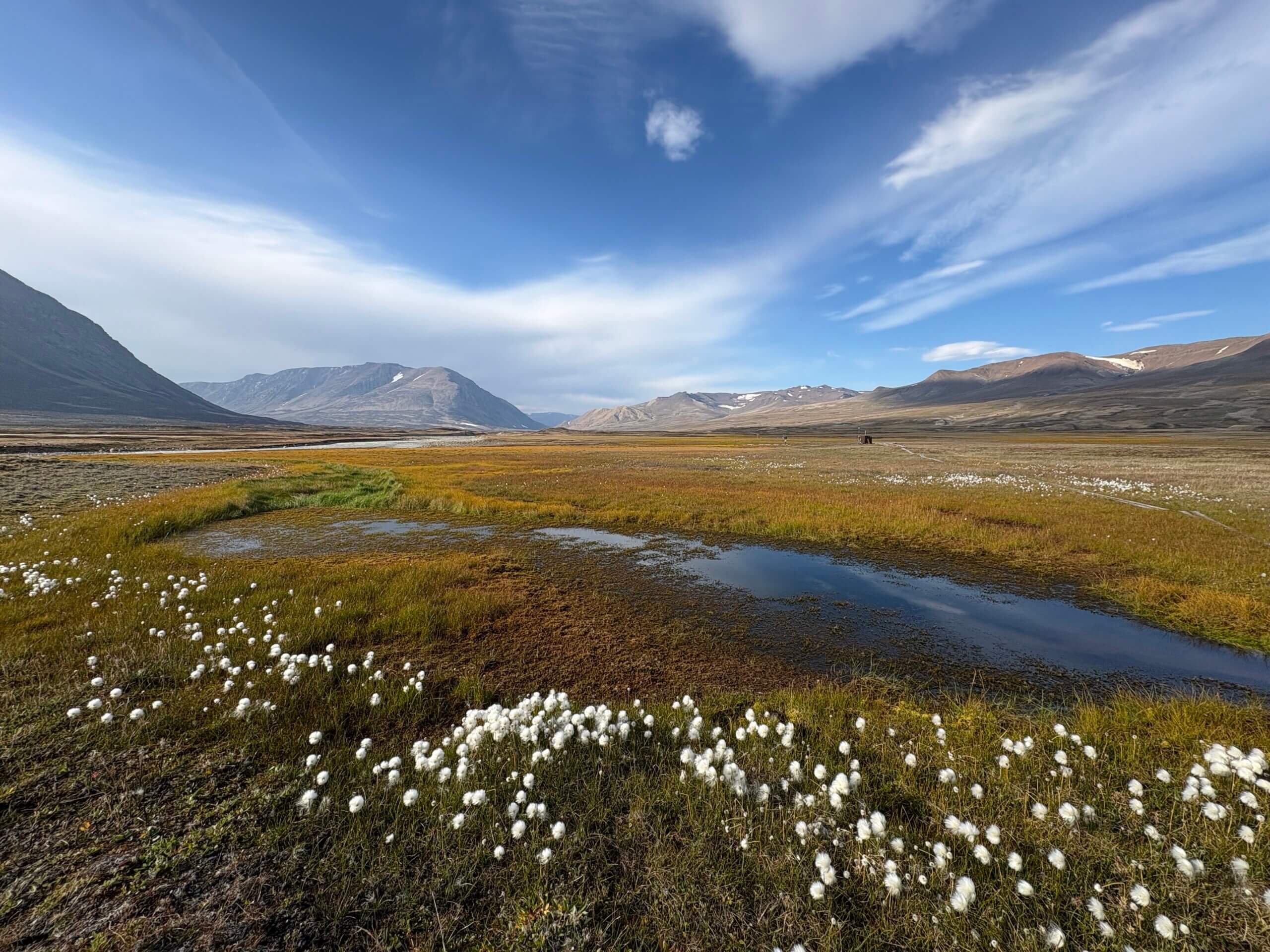 Cottongrass in Greenland