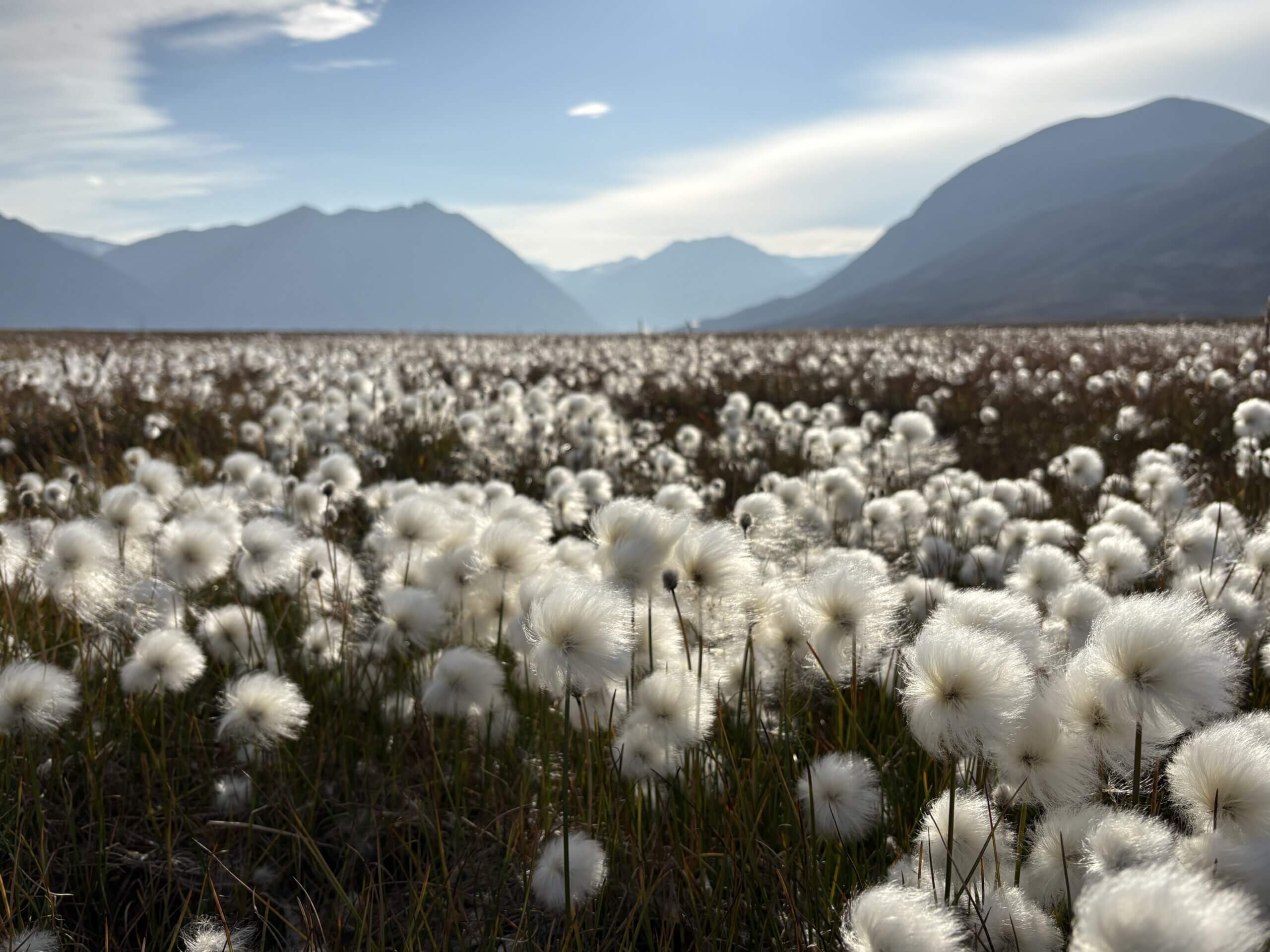Cottongrass in Greenland